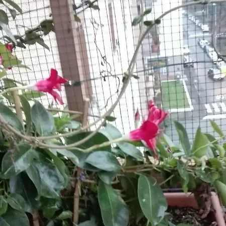 Vittadinisette 아파트